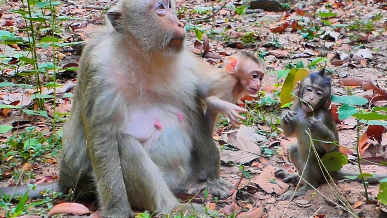 🐒 Baby Monkey Boris Plays with Best Friend – Mama Brianna Gets Angry!