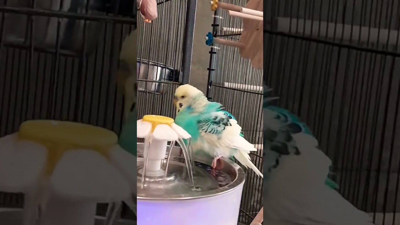 #cute