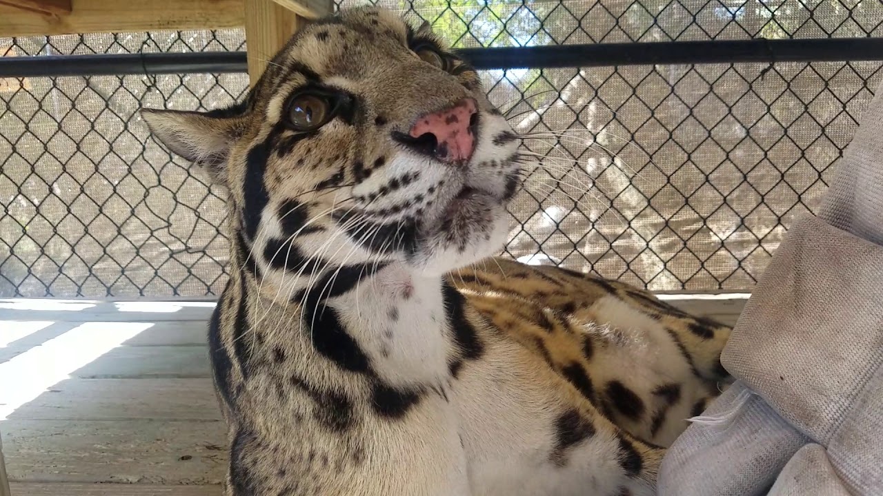 Mingtoo clouded leopard being silly