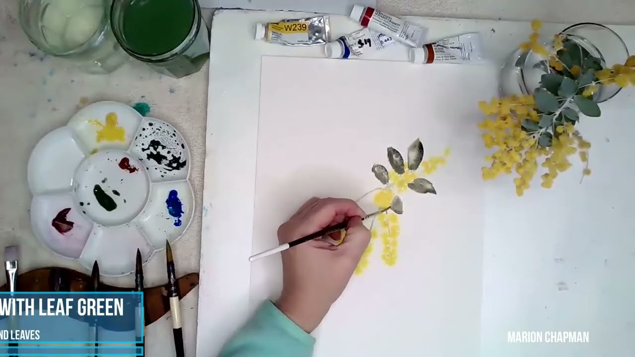 Watercolour Silver Wattle, real time Australian native flower painting