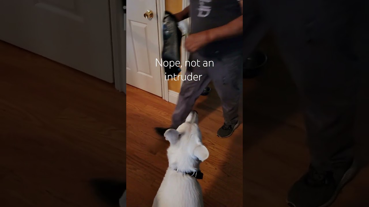 White GSD checking for intruders #whitegsd #germanshepherd #gsd