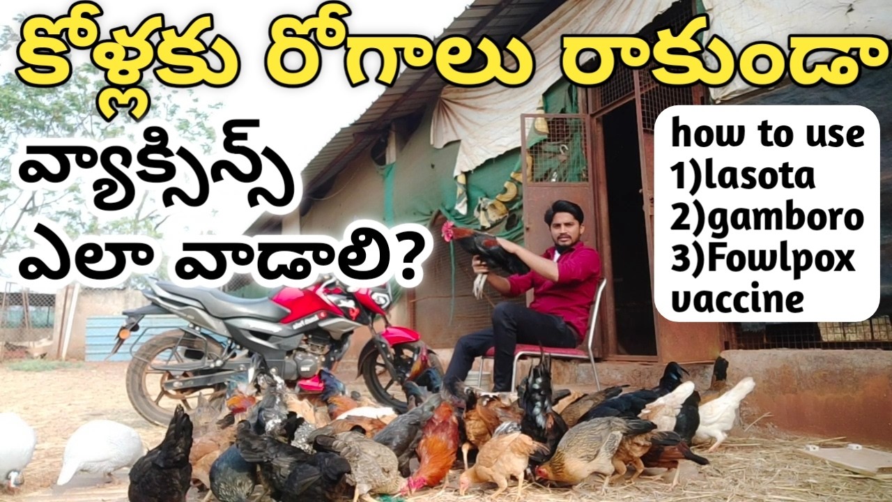 natu kollu farming telugu | కోళ్లకు రోగాలు రాకుండా వ్యాక్సిన్స్ ఎలా వాడాలి