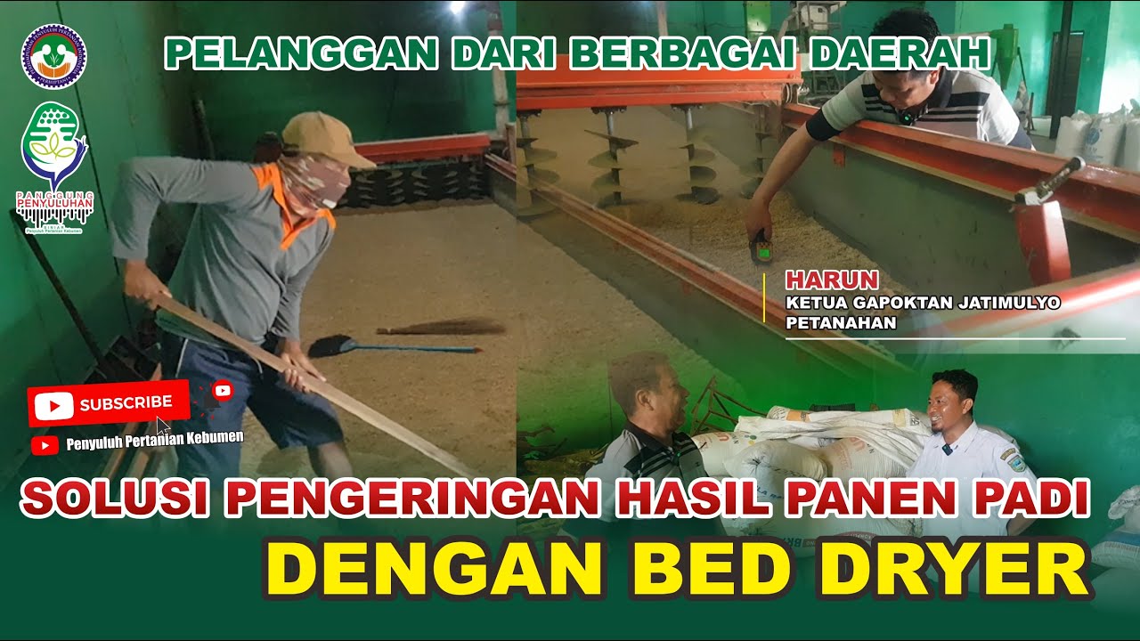 SOLUSI PENGERINGAN HASIL PANEN PADI, Gunakan BED DRYER // Pelanggan dari berbagai Daerah