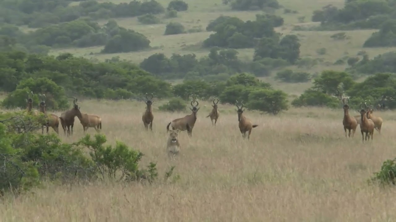 Lions vs. Red Hartebeest &ndash; A Thrilling Safari Encounter on Amakhala Game Reserve