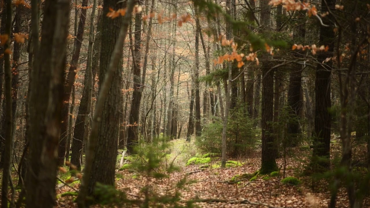 6 – Silent Forest Breathing - 63 Min. Autumn Forest Meditation Music, Deep Relax. & Body Awareness