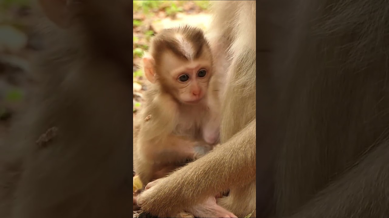 09-09-24 #babymonkey #adorablebabymonkey #lovelybabymonkey