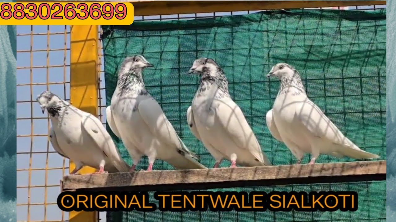 KHUBSURTI KE SAATH UDAAN BHI KAMAAL KE TENTWALE SIALKOTI PIGEON.8830263699