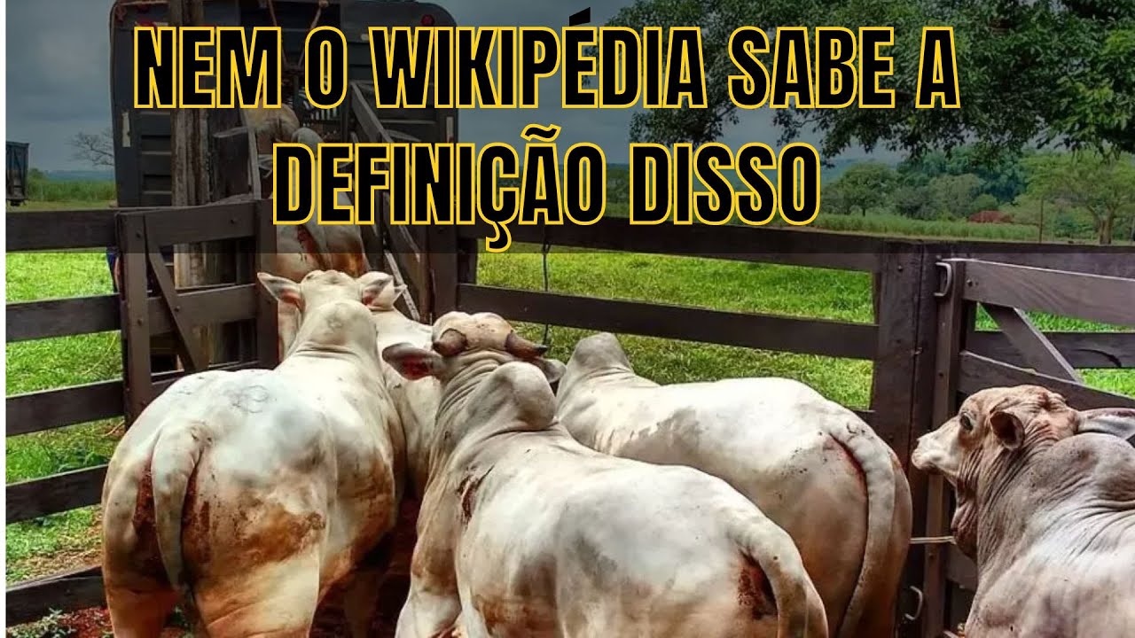 Novilho Precoce. O que é? Como Produzir?