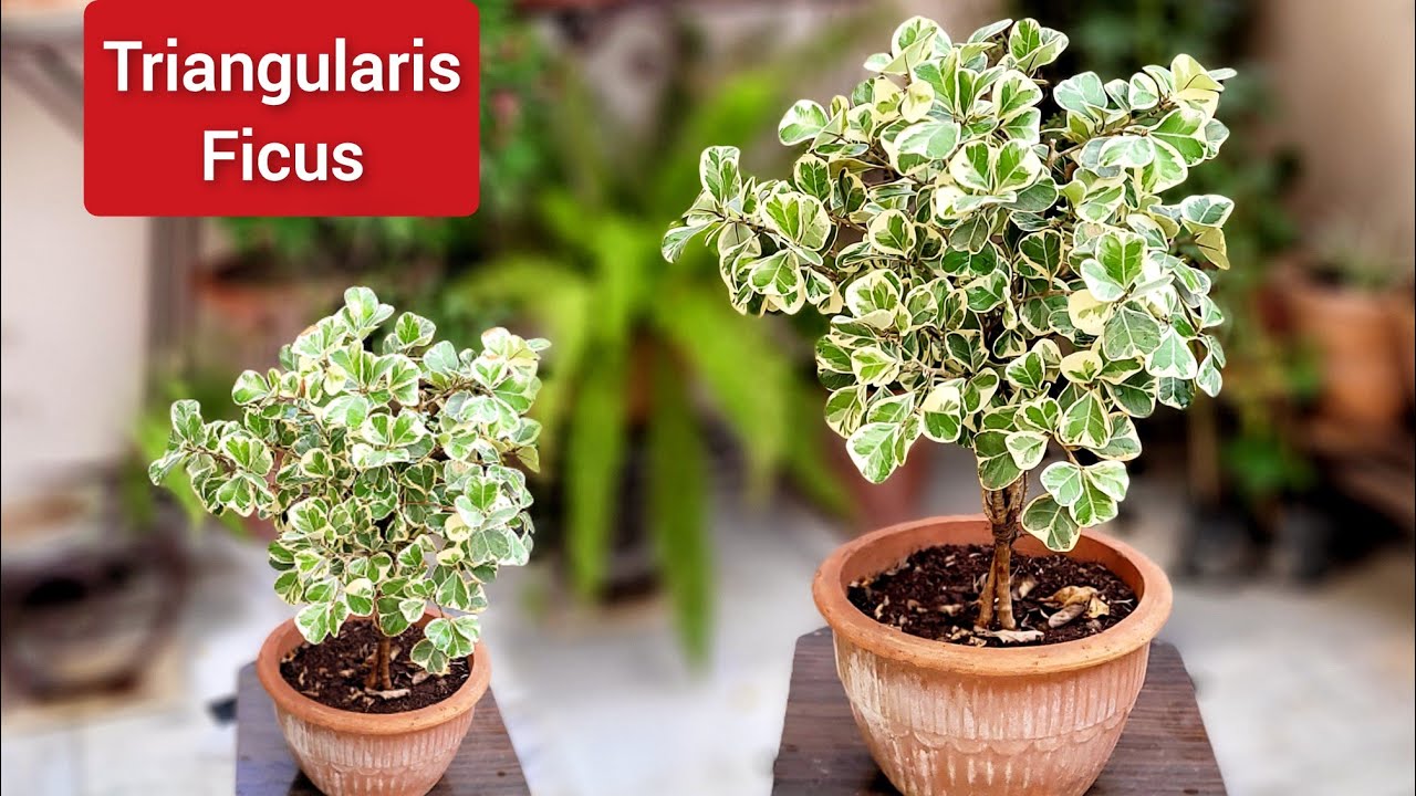 Ficus triangularis care, Variegated ficus care tips(Hindi)