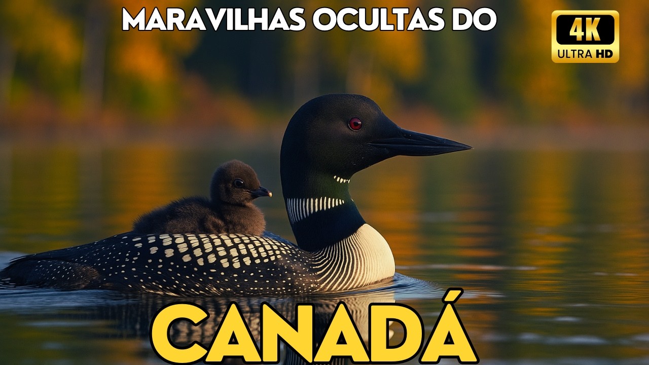 As Maravilhas Ocultas dos Santuários de Vida Selvagem Canadenses | Natureza Intocada e Animais Raros