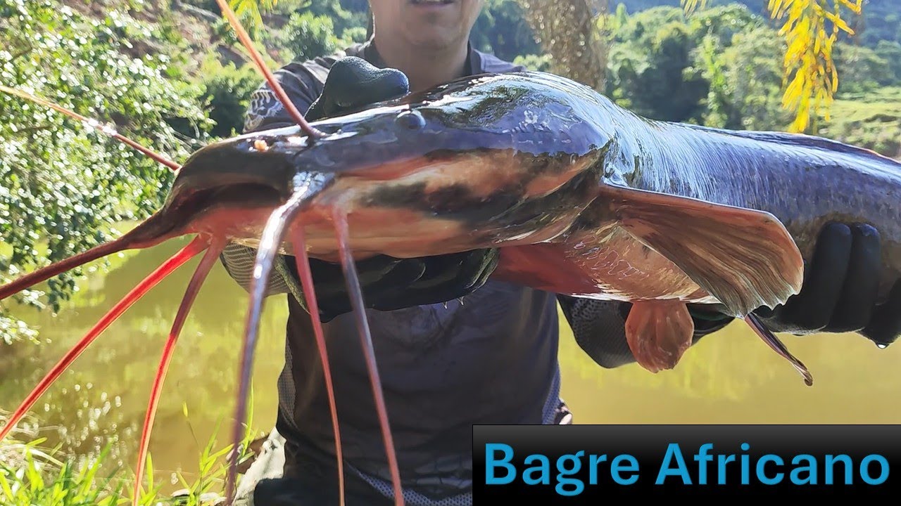 Bagre Africano!! Cuidado com este Peixe!!