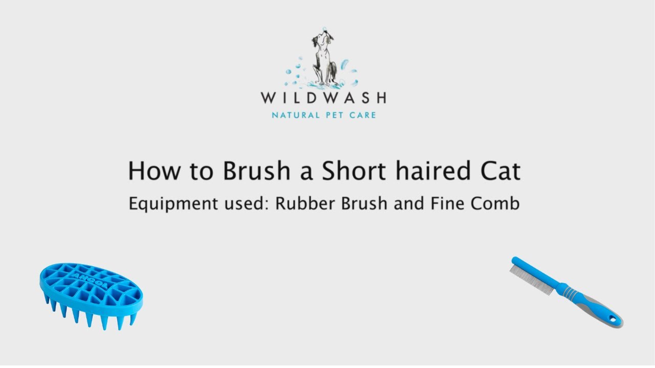 How to Brush a Short Haired Cat - WildWash