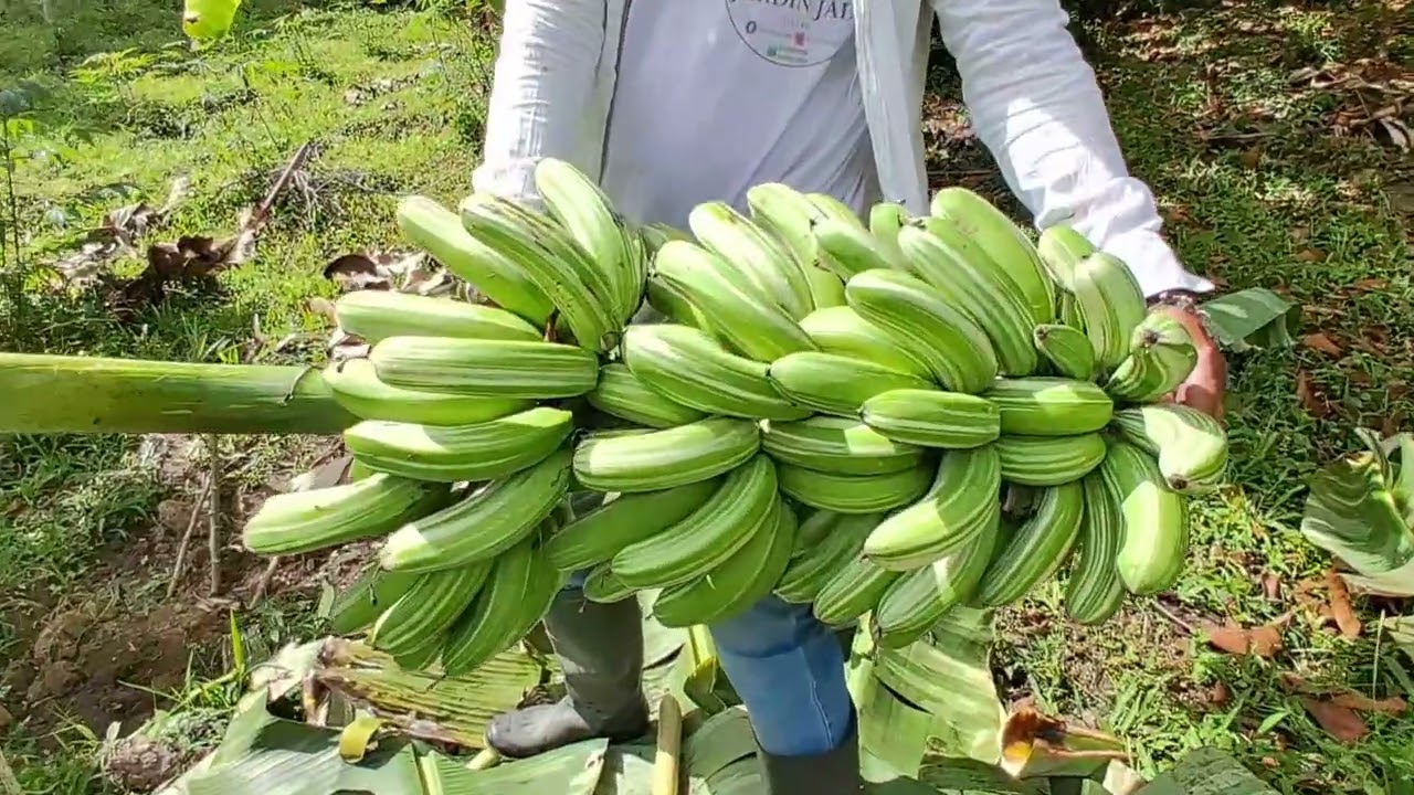 Hoy Cosechamos un racimo de platano variegado musa ae ae