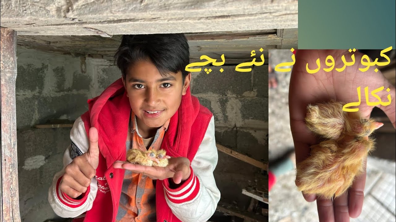 میرے پرندوں نے دی اور خوشی کی خبر  اور بےبی آ گئے 