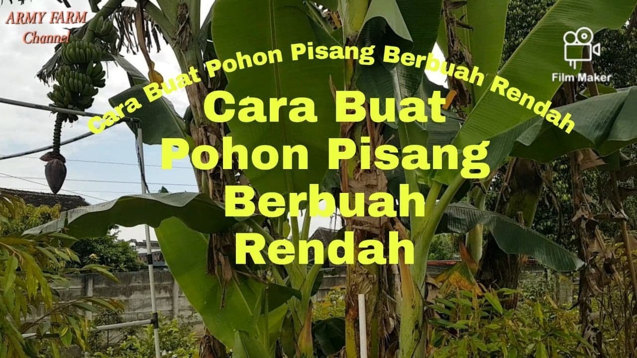 Cara Merekayasa Pohon Pisang Yang Tinggi Jadi Rendah dan Berbuah