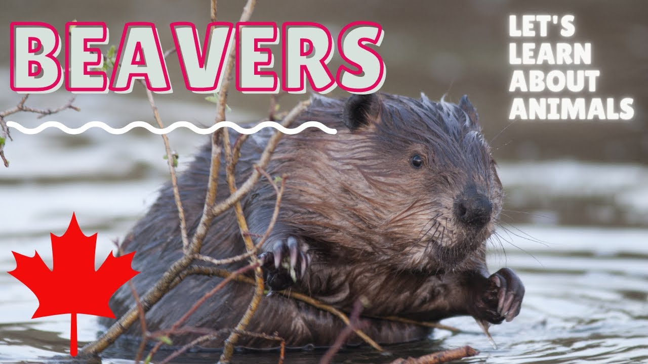 Beaver: Canada&rsquo;s National Animal | English Audio Lesson