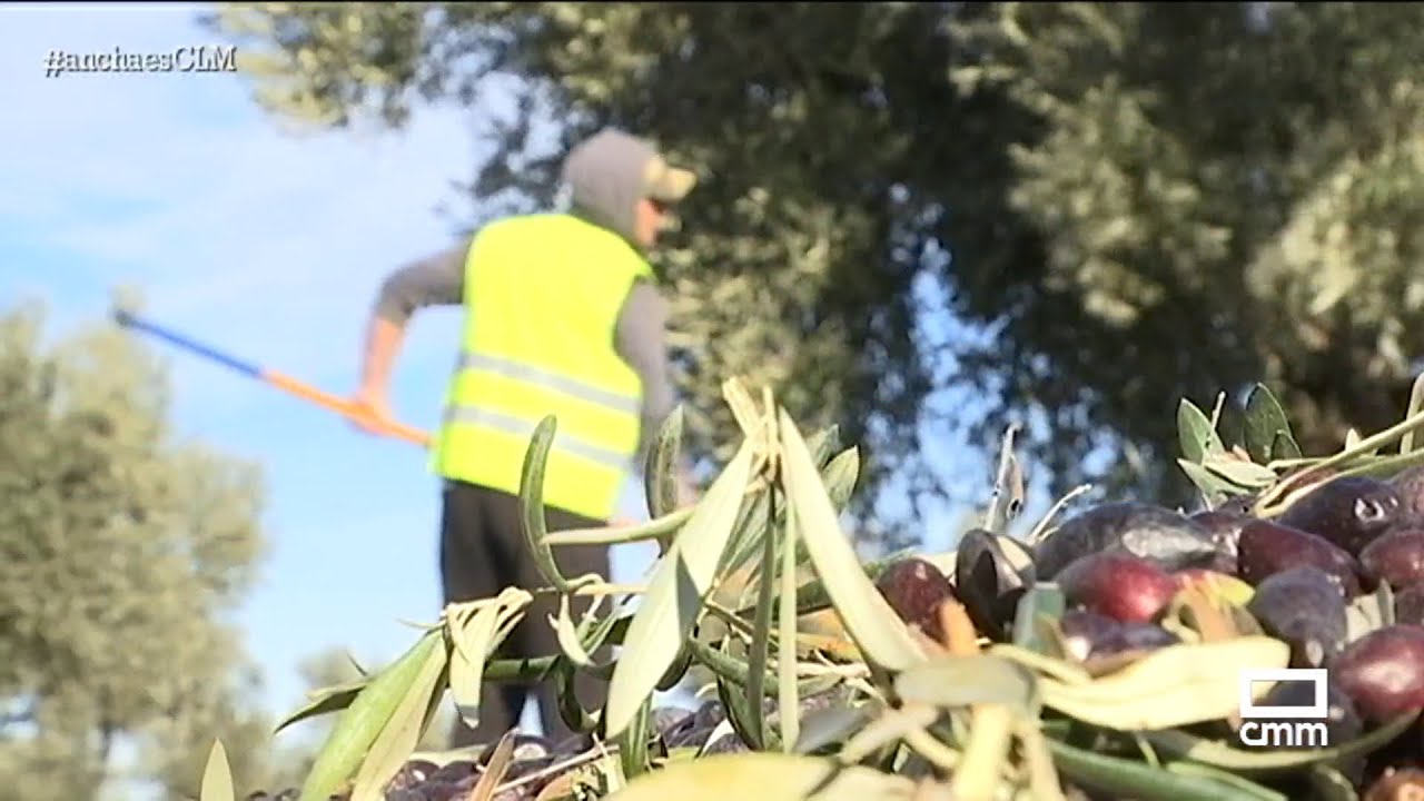 Últimos coletazos de la campaña de la aceituna en Mora | Ancha es Castilla-La Mancha