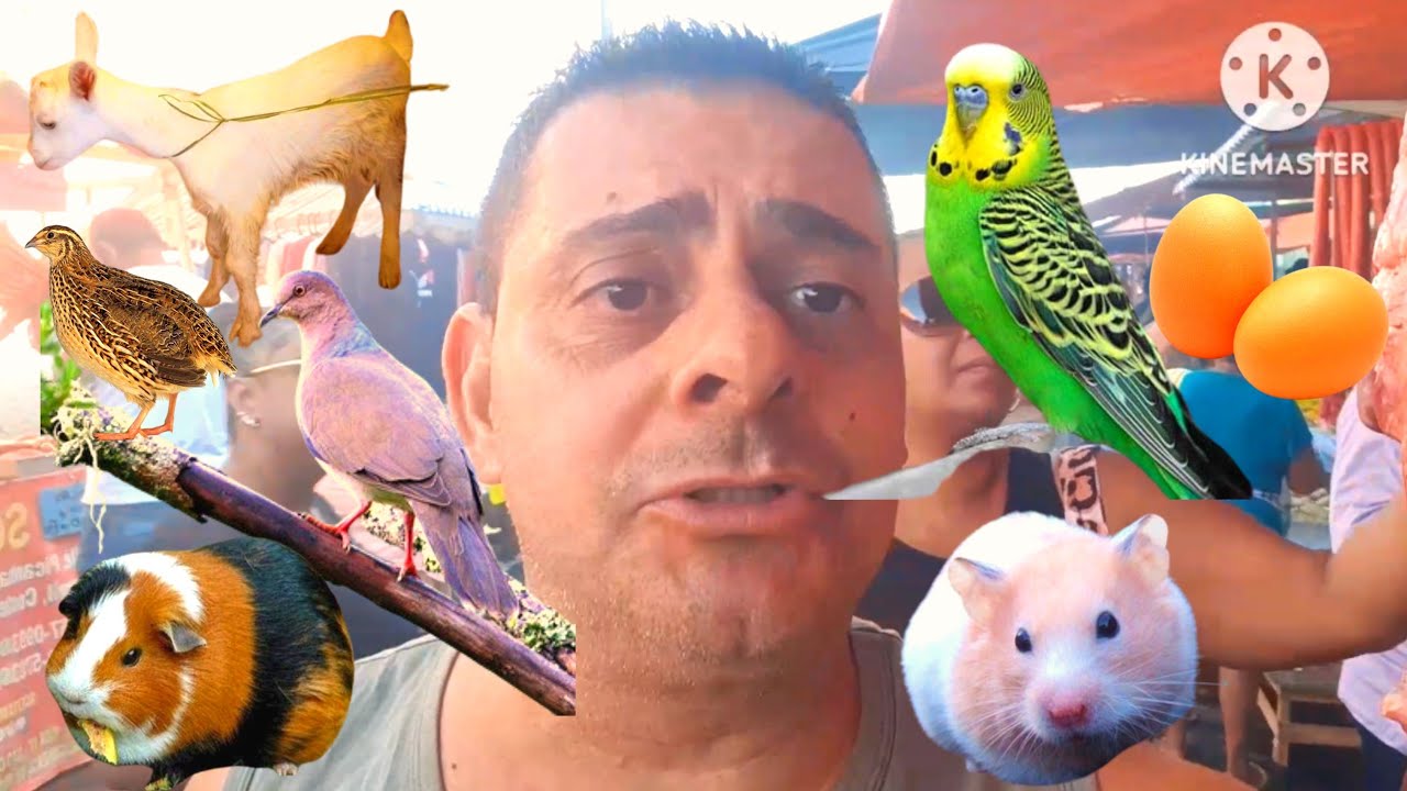 (VLOG)FEIRA DE CAXIAS MUITAS AVÉS BICHINHOS GAIOLAS OVOS COISA DE LOUCO.