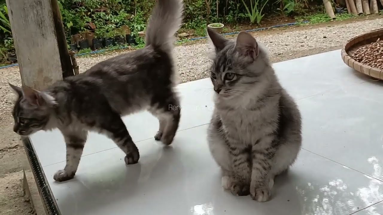 Kucing indah nan Cantik 
