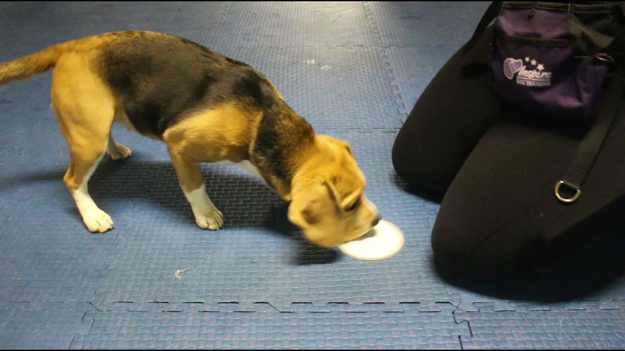 Nosework Training - Adding Duration To An Indication