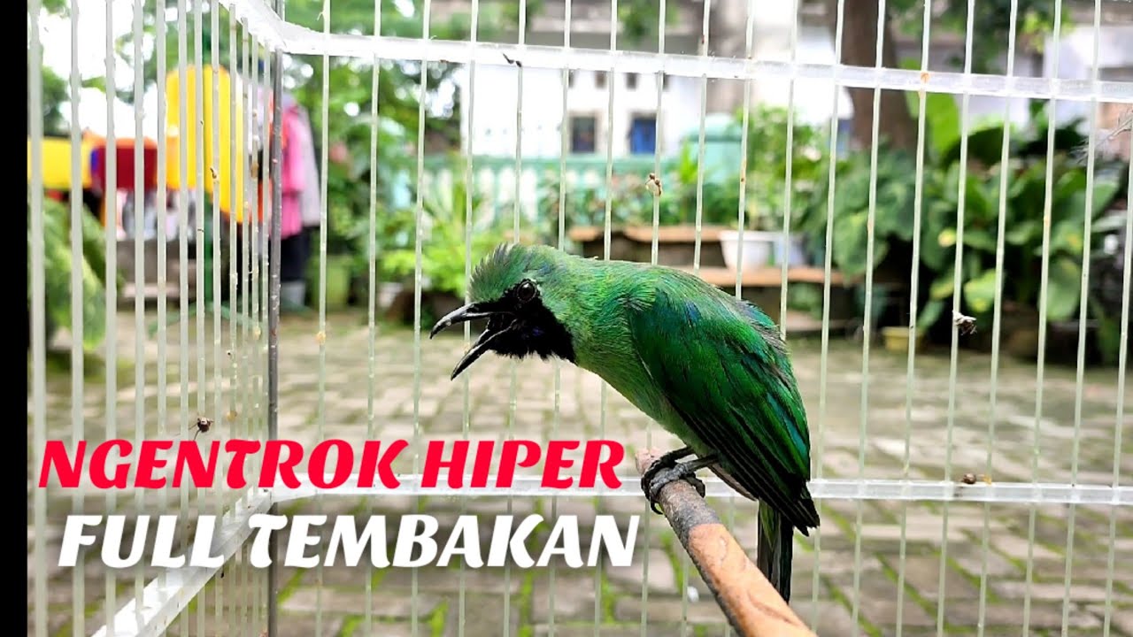 NGENTROK HIPER !!! Cucak Ijo Gacor Full Isian Tembakan, Ampuh Untuk Pancingan Cucak Ijo Lomba