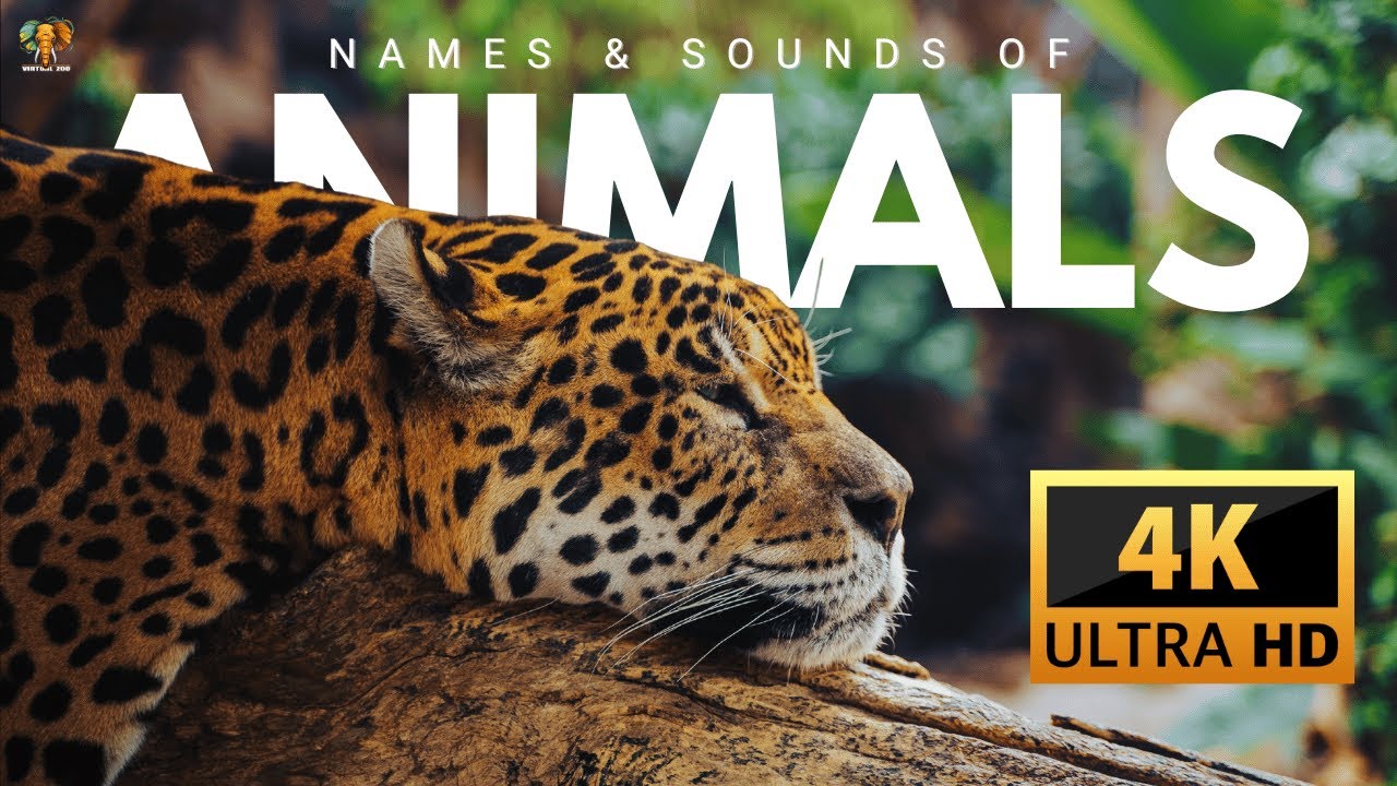 Names & Sounds of Animals 4K Ultra HD