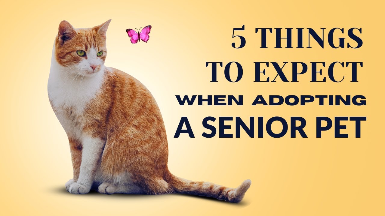 5 things to expect after adopting a senior pet