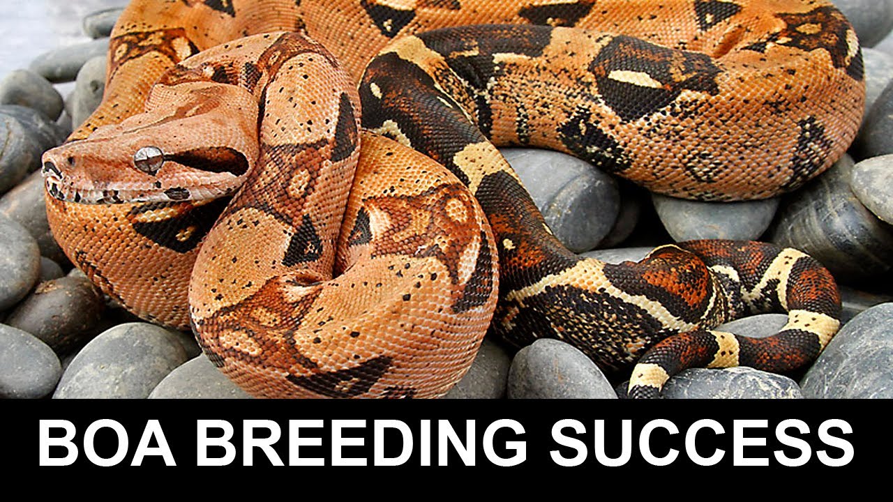 What is Successful Boa Breeding?