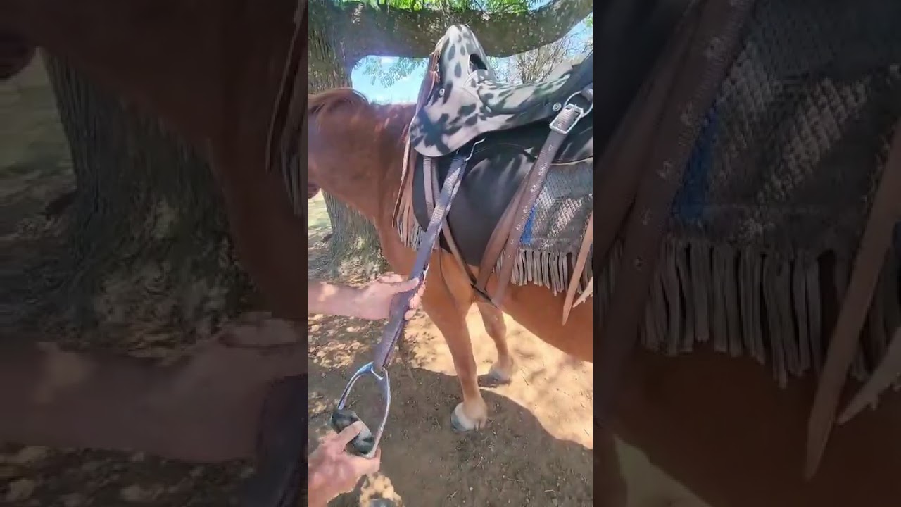 How to saddle up our Trail Ranger (the McClellan works the same)
