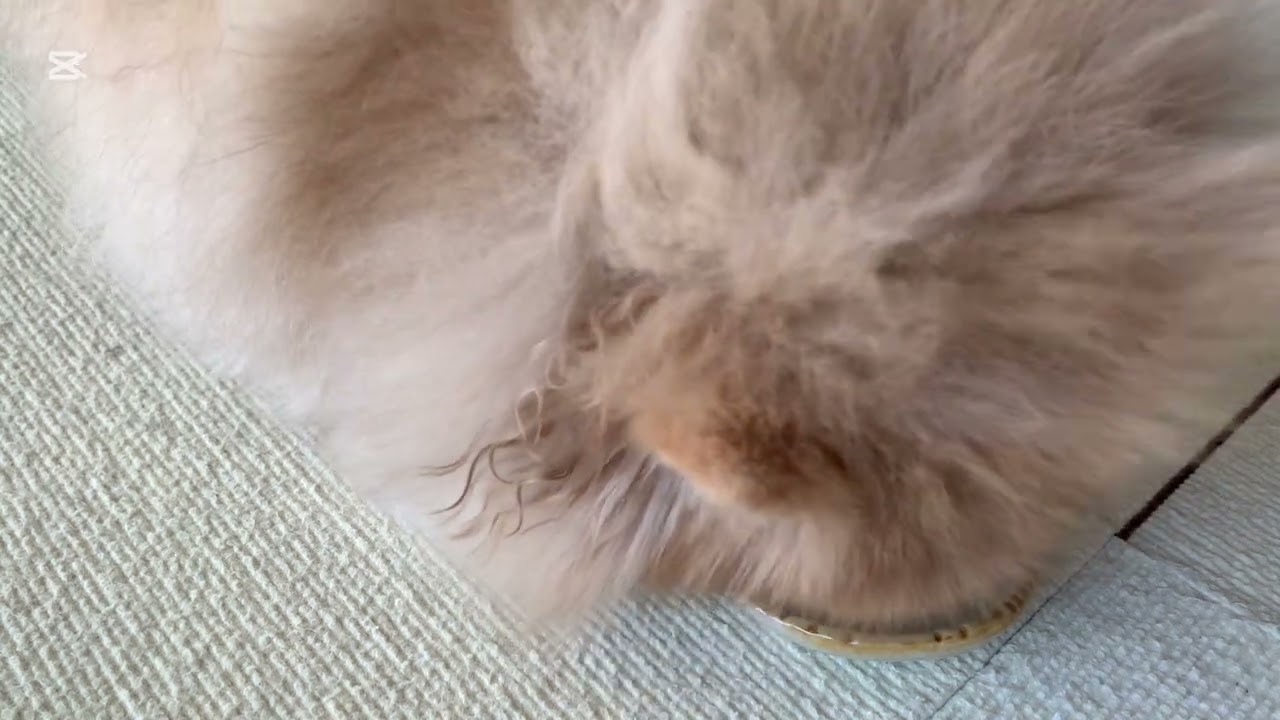 ヨーグルターマフィン【フルバージョン】🧁😋