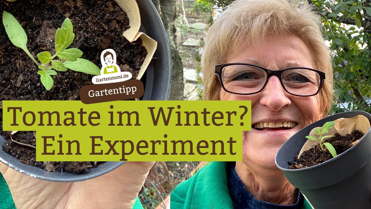 Kann man Tomaten im Winter anbauen?