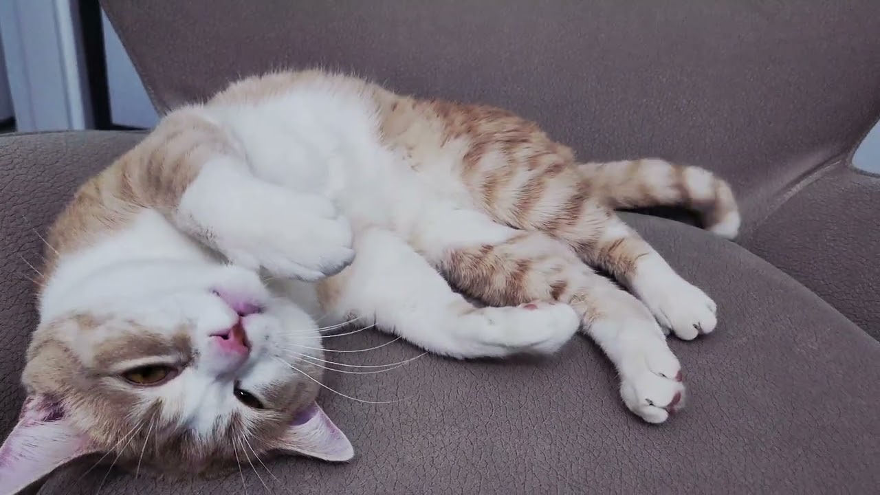 Tarçın ile huzurlu vakit. #cat #kedi