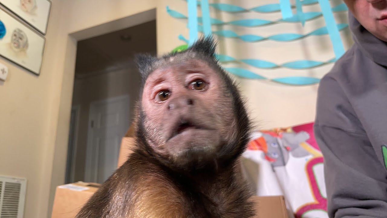 MonkeyBoo: веселье и время для почты! В ПРЯМОМ ЭФИРЕ (День рождения питомца!)