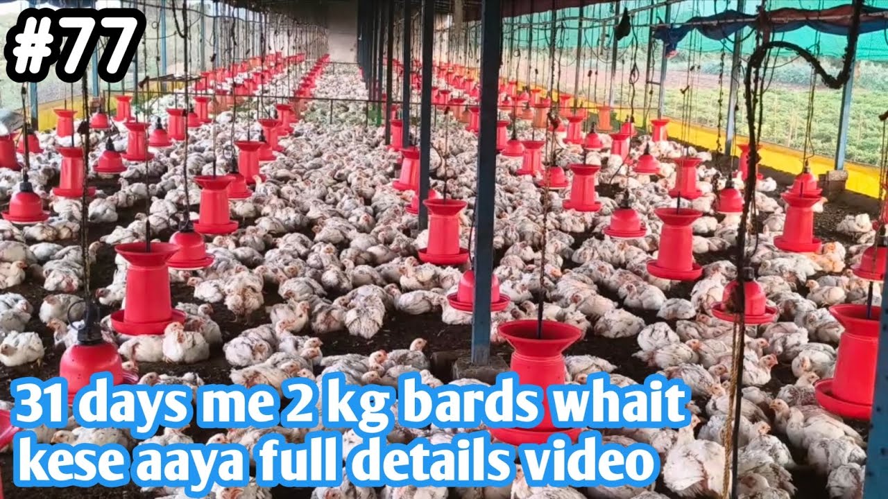 पोल्ट्री फार्म बर्डस डे-31 में 2kg वजन कैसे आया | Full details update video #poultryfarm #poultry