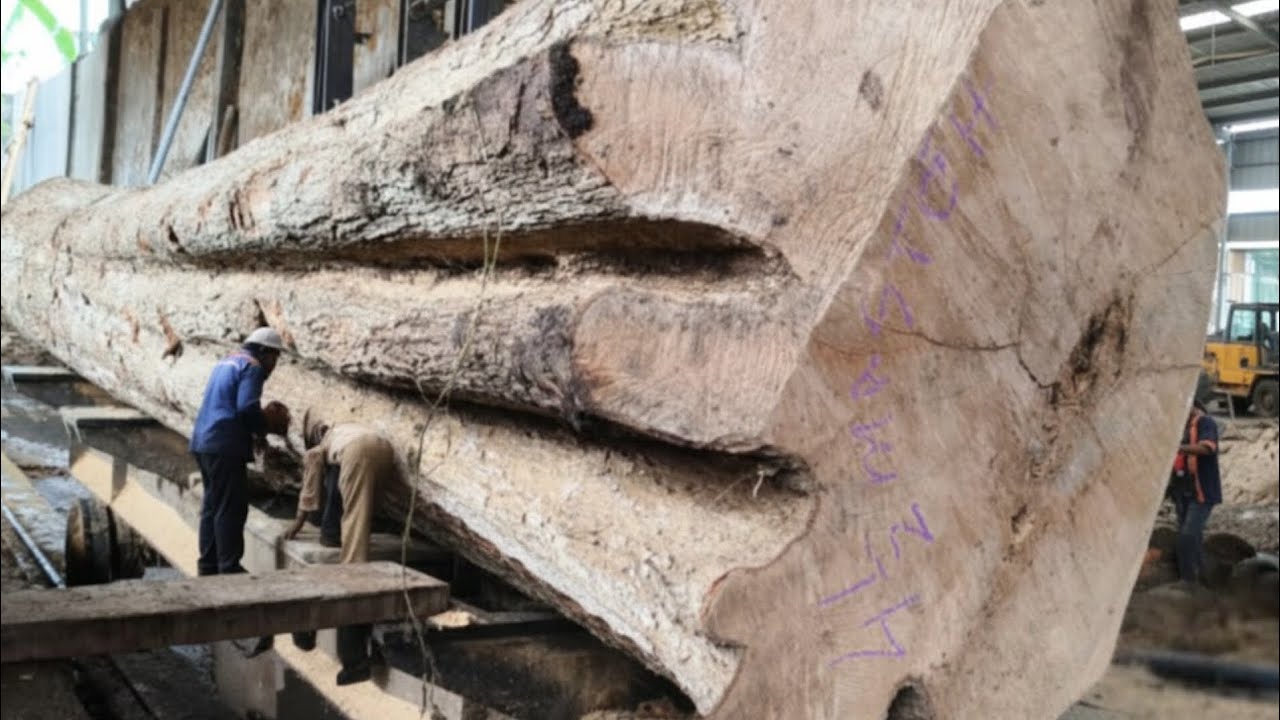 Scary! Too Big and Valuable Giant Hardwood Tree at the Sawmill