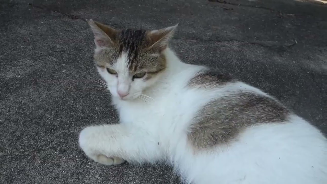 【猫動画】　猫ちゃん　お昼休憩　#猫  #地域猫  #野良猫