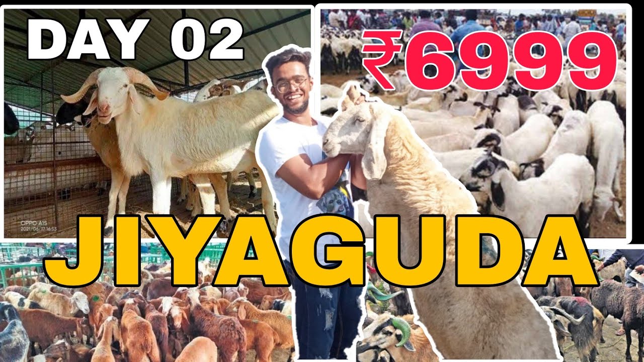 HYDERABAD JIYAGUDA BAKRA MANDI 🐐 |2023 PART 02 😱 FULL DETAILS  | HYDERABAD BAKRA MARKET|