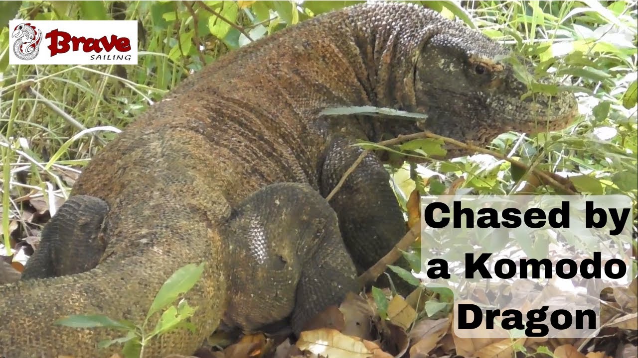 Ep 96 Komodo National Park