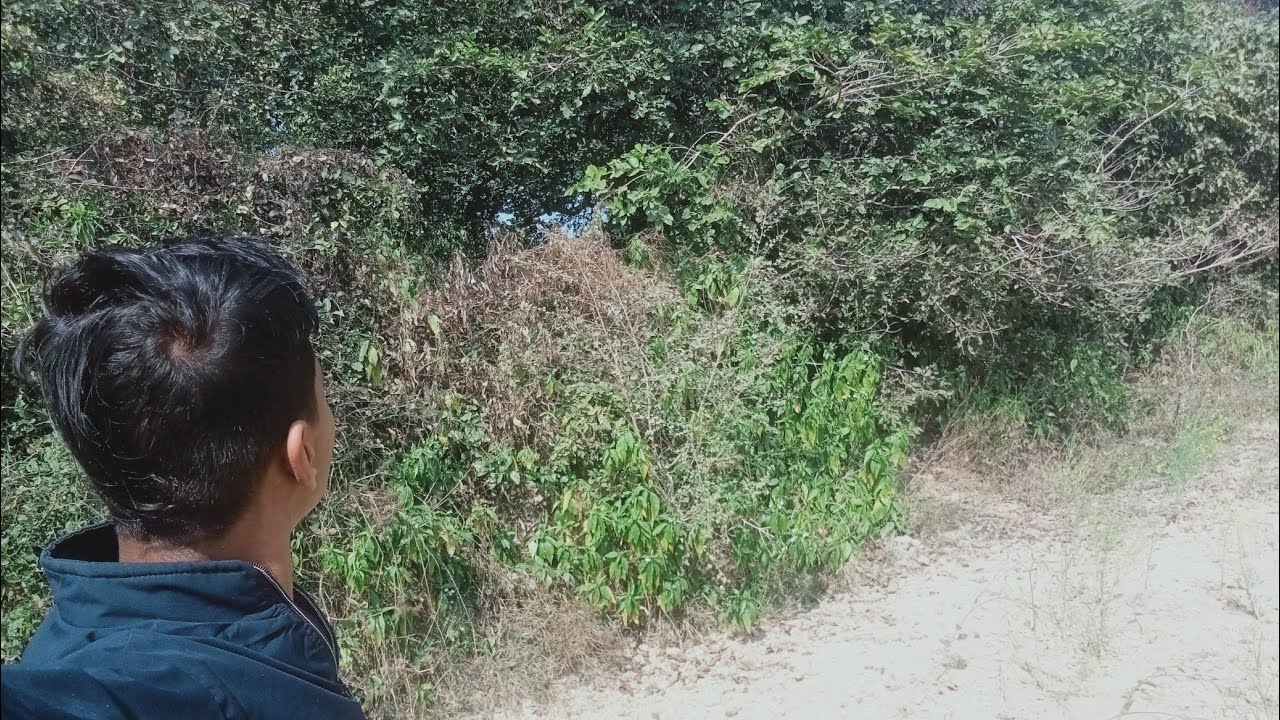हमारे गांव का जंगल है। वीडियो अंत तक देखें 😗😗😗