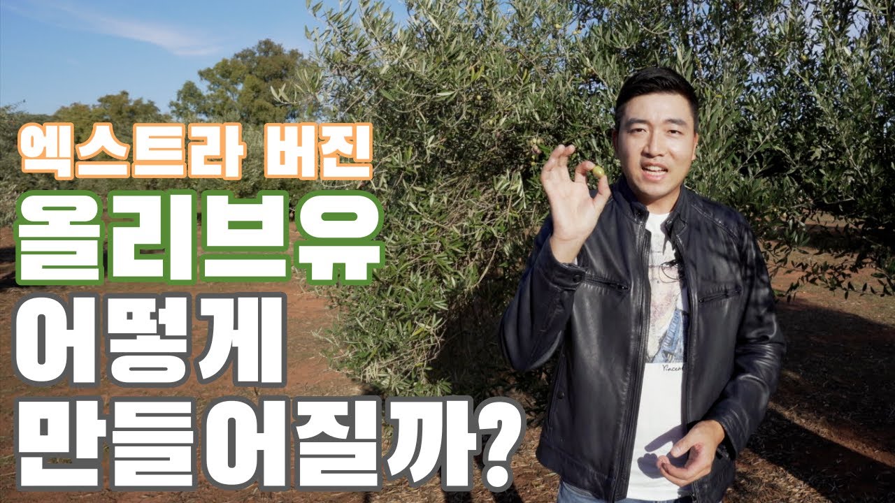 올리브유 대백과 [생산편] - 올리브에 대한 상식, 수확부터 오일 추출까지, 엑스트라 버진 올리브 오일의 모든 것을 보여드립니다!