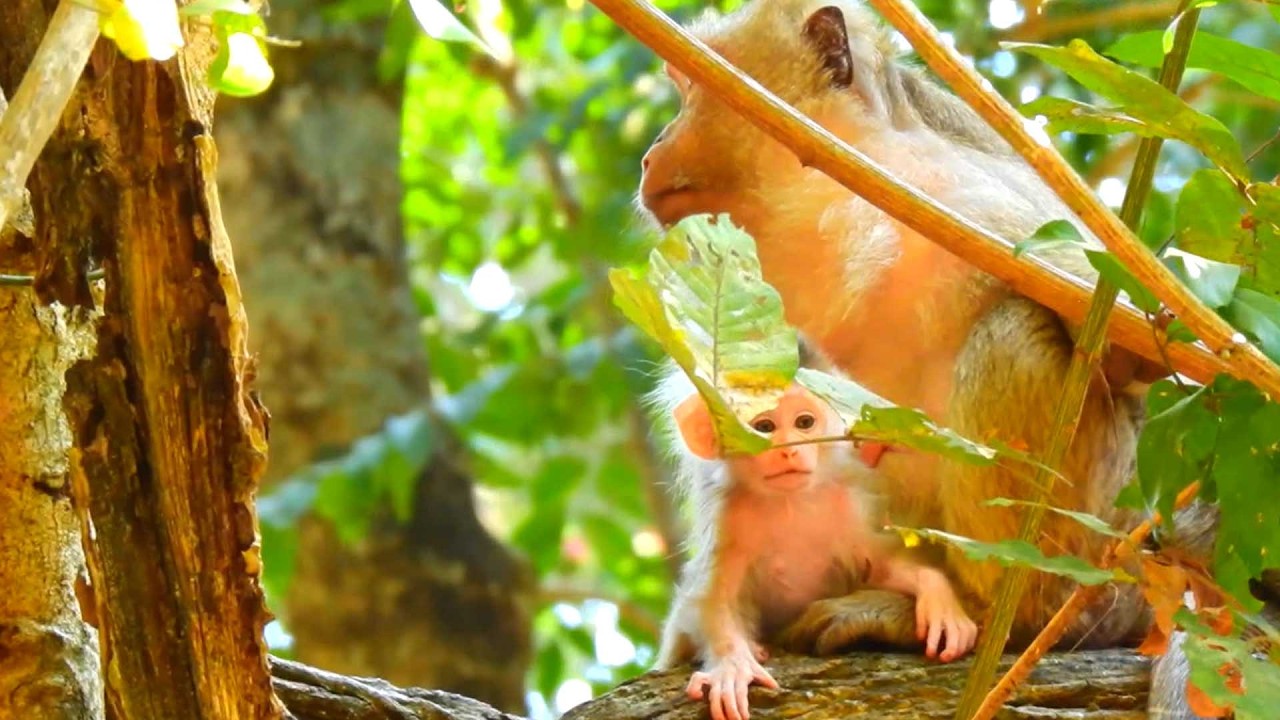 Top Sweet Primate Baby, Brianna Teaches Baby Boris to Play and Walk on a Tree Branch Peacefully