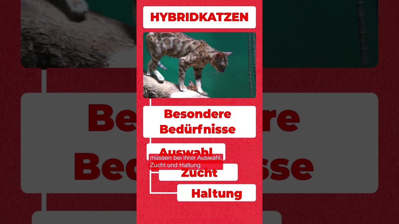 Sich eine Hybridkatze halten. Wie geht das? &ndash; La Minuterie