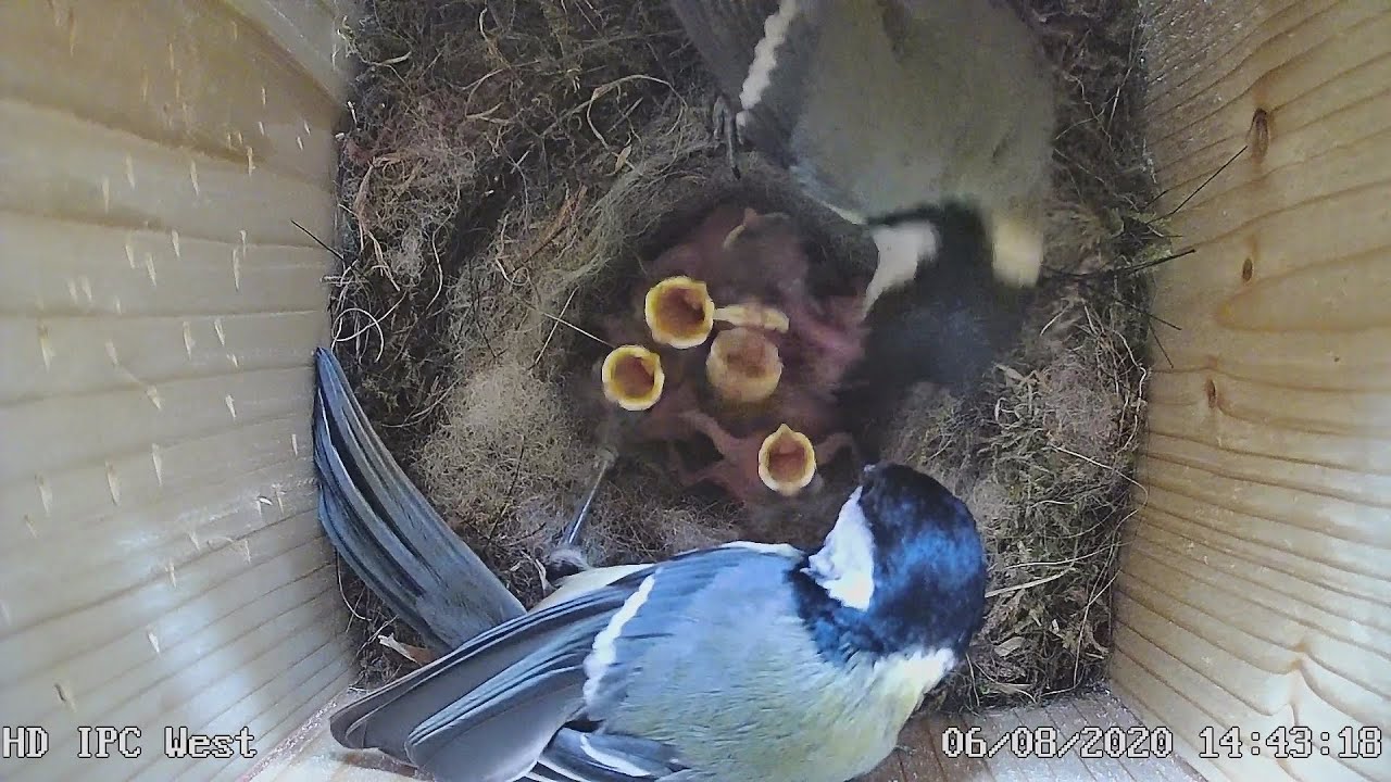 Kohlmeisen: Vom Nestbau bis zum Ausflug der Jungen