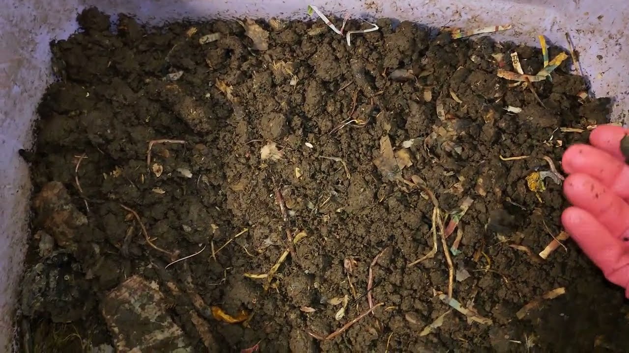 Mixed Worm Bin 2 Check-In, Feeding, & Partial Harvest After 30 days 26 January 2026 #vermicompost