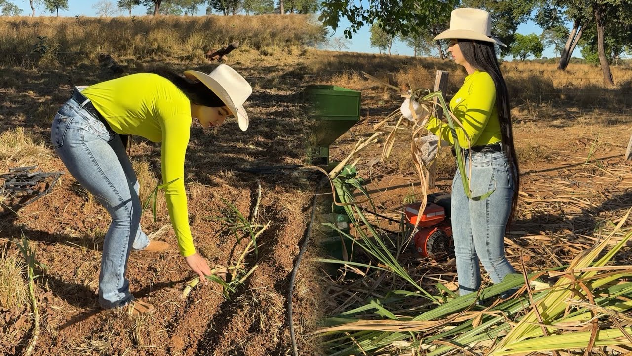 Aumentando Minha lavoura de capim pro gado 🤠