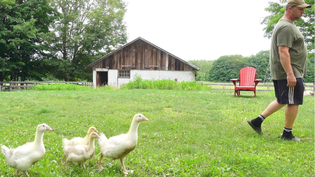 Goslings Follow Me Around the Farm