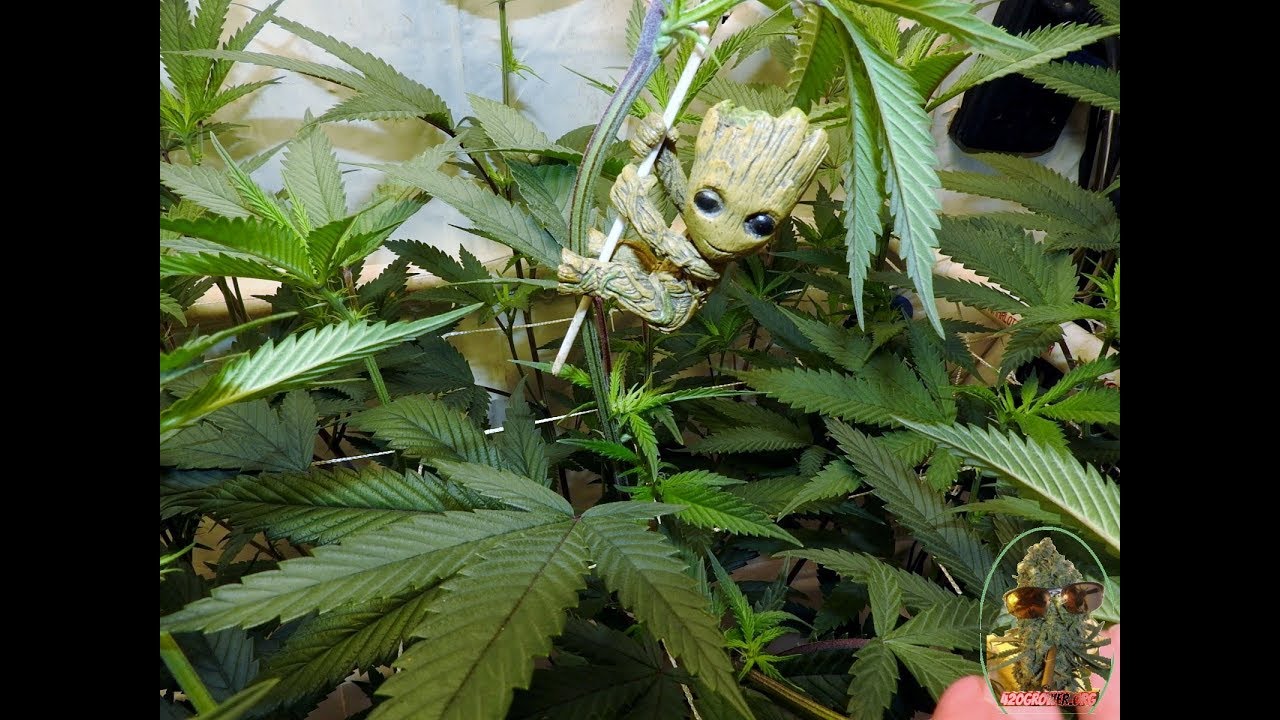 BLACK BANANA COOKIES   TROPICANA COOKIES NEW GROW DETAILS