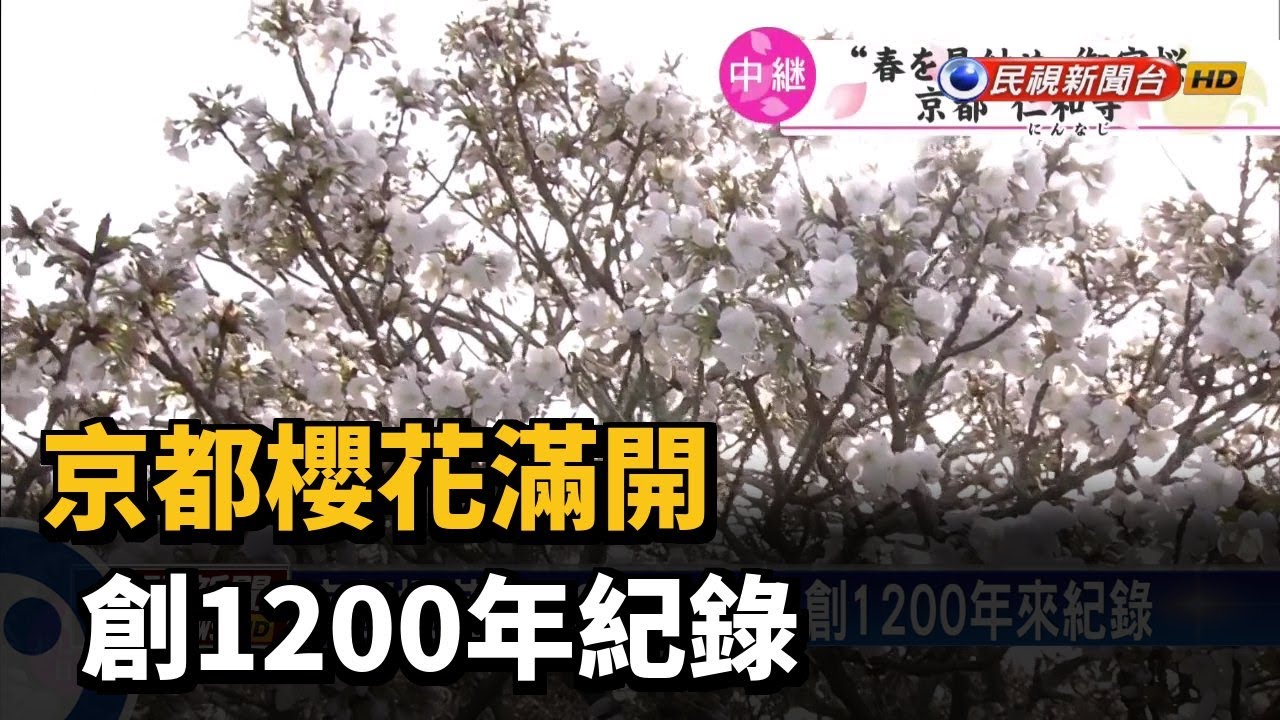 京都櫻花滿開 創1200年紀錄－民視新聞