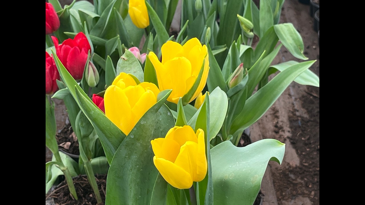 Producción de tulipán holandés en la Ciudad de México 2026