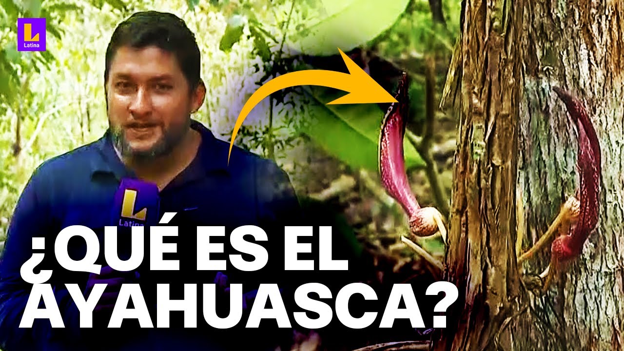 ¿Qué es el Ayahuasca? Conoce cuales son los beneficios de la planta curativa